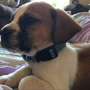 Meet your Posher, Lilly